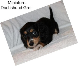 Miniature Dachshund Gretl