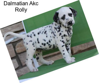 Dalmatian Akc Rolly