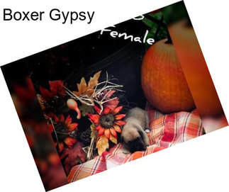 Boxer Gypsy
