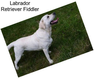Labrador Retriever Fiddler