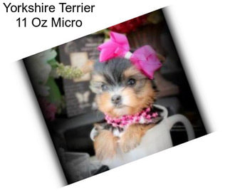 Yorkshire Terrier 11 Oz Micro