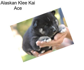 Alaskan Klee Kai Ace