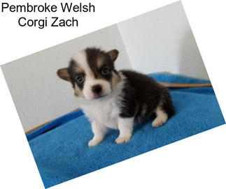 Pembroke Welsh Corgi Zach