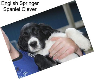 English Springer Spaniel Clever