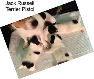 Jack Russell Terrier Pistol