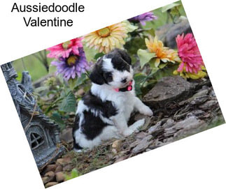 Aussiedoodle Valentine