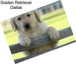 Golden Retriever Dallas