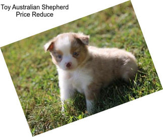 Toy Australian Shepherd Price Reduce