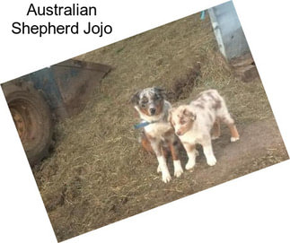 Australian Shepherd Jojo