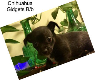 Chihuahua Gidgets B/b