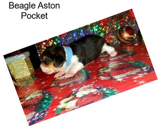 Beagle Aston Pocket