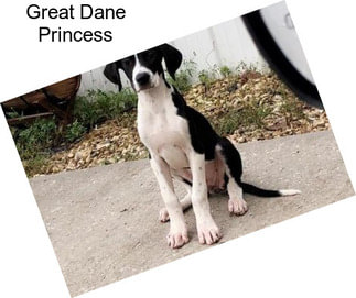 Great Dane Princess