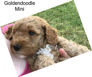 Goldendoodle Mini