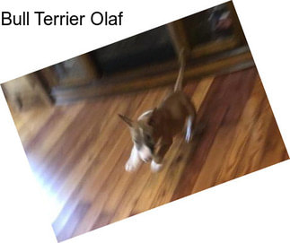 Bull Terrier Olaf