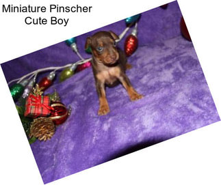 Miniature Pinscher Cute Boy