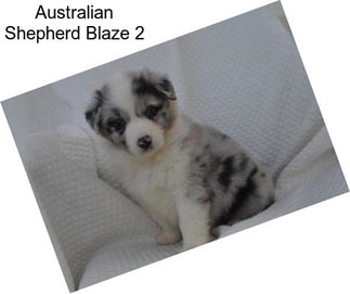 Australian Shepherd Blaze 2