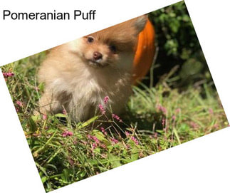 Pomeranian Puff