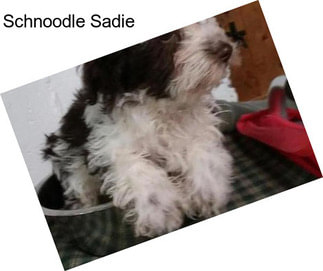 Schnoodle Sadie