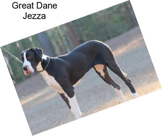 Great Dane Jezza