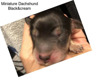 Miniature Dachshund Black&cream