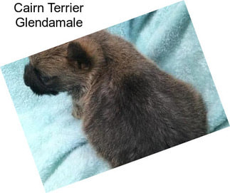 Cairn Terrier Glendamale