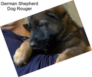 German Shepherd Dog Rouger