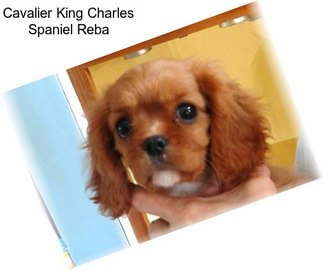 Cavalier King Charles Spaniel Reba