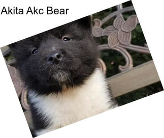 Akita Akc Bear