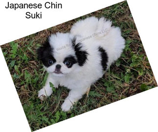 Japanese Chin Suki