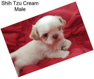 Shih Tzu Cream Male