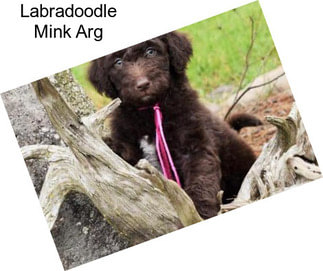 Labradoodle Mink Arg