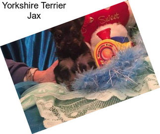 Yorkshire Terrier Jax