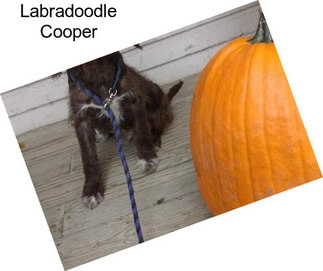 Labradoodle Cooper