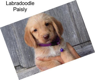 Labradoodle Paisly