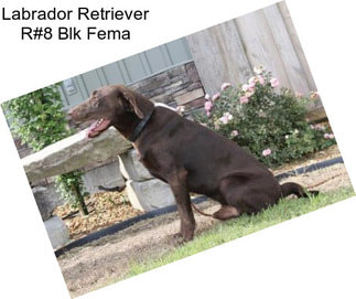 Labrador Retriever R#8 Blk Fema