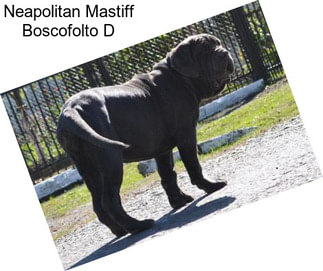 Neapolitan Mastiff Boscofolto D