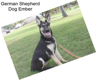 German Shepherd Dog Ember