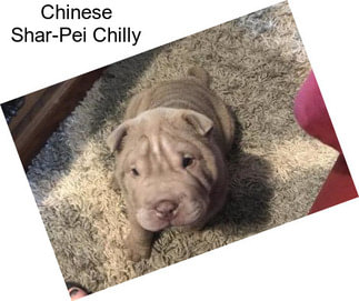 Chinese Shar-Pei Chilly