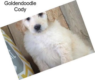 Goldendoodle Cody