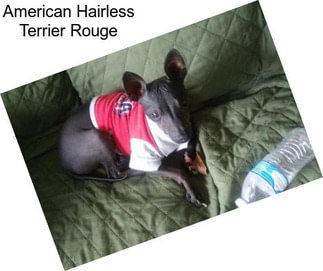 American Hairless Terrier Rouge