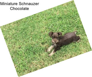 Miniature Schnauzer Chocolate