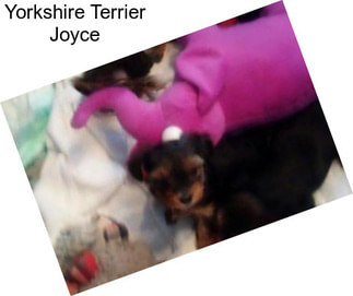 Yorkshire Terrier Joyce