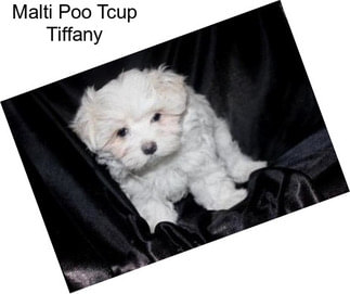 Malti Poo Tcup Tiffany