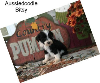 Aussiedoodle Bitsy