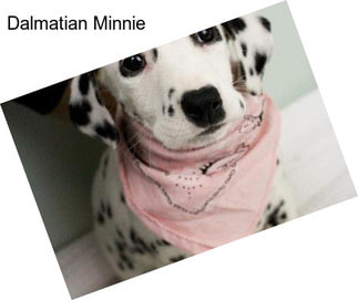 Dalmatian Minnie