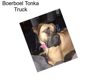 Boerboel Tonka Truck