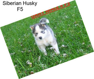 Siberian Husky F5