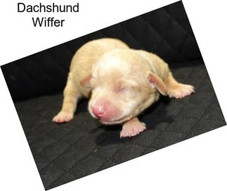 Dachshund Wiffer