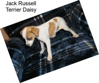 Jack Russell Terrier Daisy