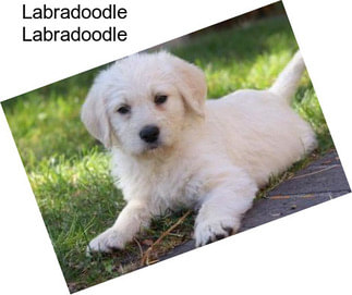 Labradoodle Labradoodle